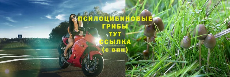 гидра вход  Нальчик  Галлюциногенные грибы Magic Shrooms 